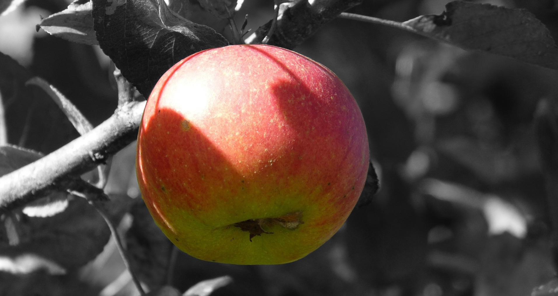 Wann sind Äpfel reif? | mundraub.org
