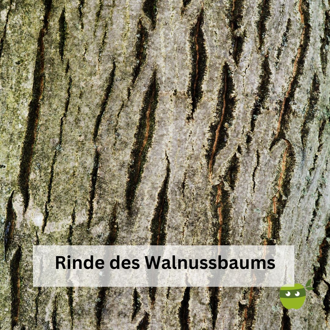 Walnussbaumrinde