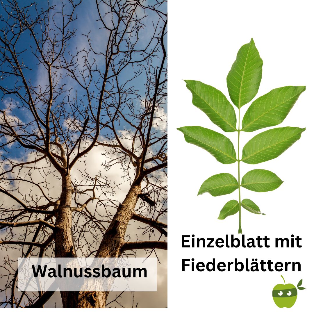 Walnussblatt